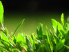 Meadow