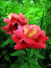 Red roses