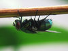fly1