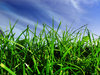 meadow II