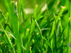 GRASS 3