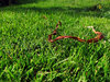 GRASS 1