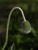 poppy