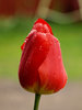 tulip