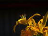 Lilies
