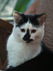 My cat 2