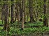 Forest - Bialowieza