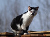My cat 4