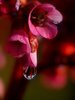 Flowers/ 3