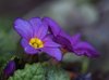 Flowers/ 5