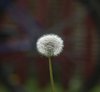 Dandelion 2