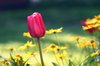 Red tulip