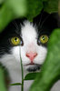 Just Another Cat