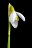 snowdrop
