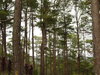 forest 1