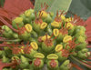 alien flower 2