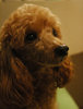 poodle