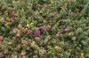 Prickly flora