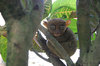 tarsier