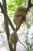 tarsiers 2