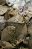 dried fish