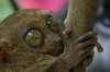 tarsiers 2