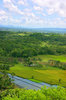rice fields