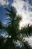 palm tree