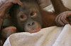 thinking chimp
