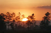 sunset close up