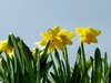 Daffodil