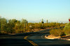 Saguaro cactus 5