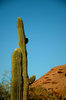 Saguaro cactus 1