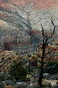 Grand Canyon 4