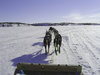 Dog Sled Run 1