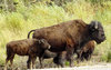 Bison Family