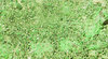 Uvarovite - Garnet Close-up