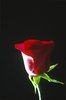Dark Rose