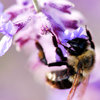 Bee 3