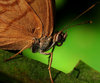 Northern Pearly-eye Butterfly