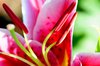 Flower macro 2