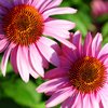 Flower macro 4