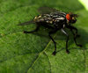 The Fly 3
