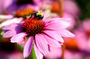 Honey Bee & FLower 1