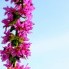 Flower Macro 1