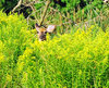 White Tail Deer 1