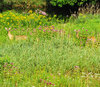 White Tail Deer 4