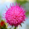 Flower Macro 3