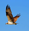 Osprey 2
