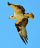 Osprey 4